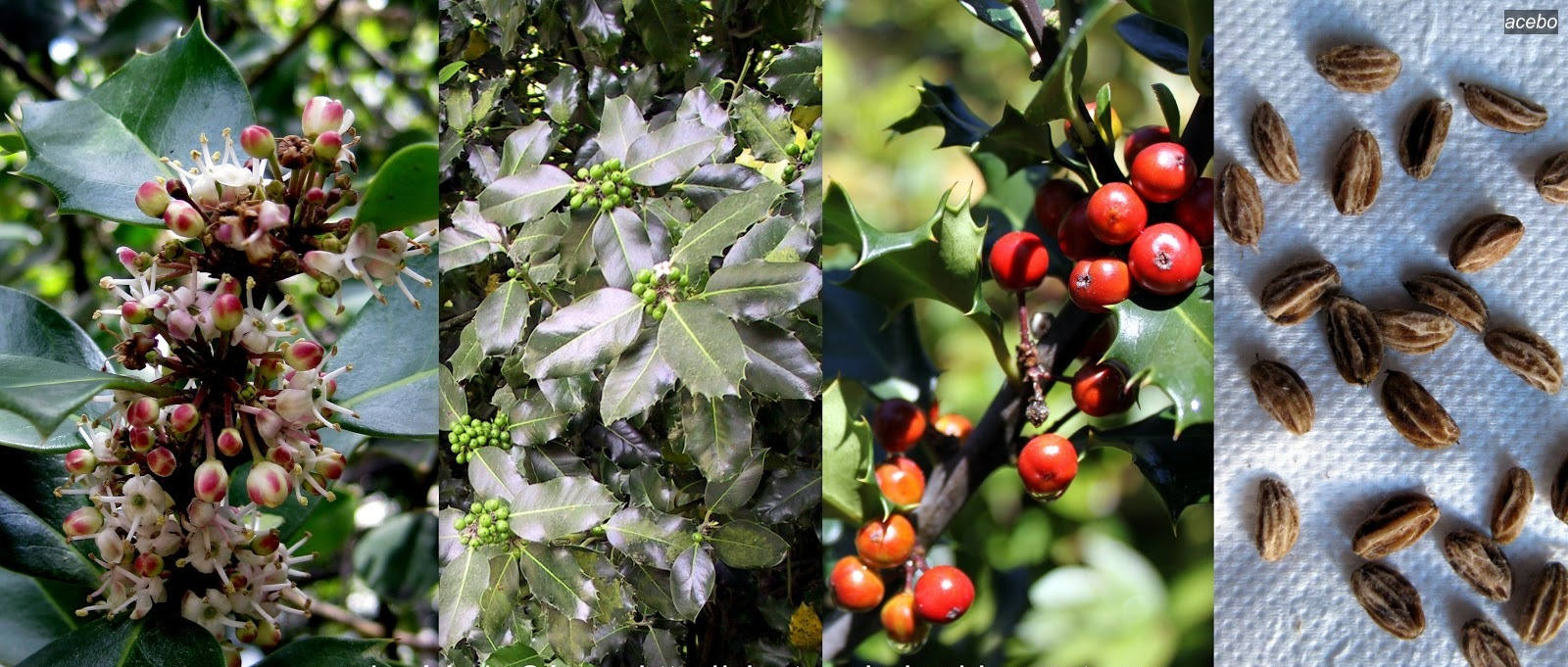 acebo ilex aquifolium acebo ilex aquifolium