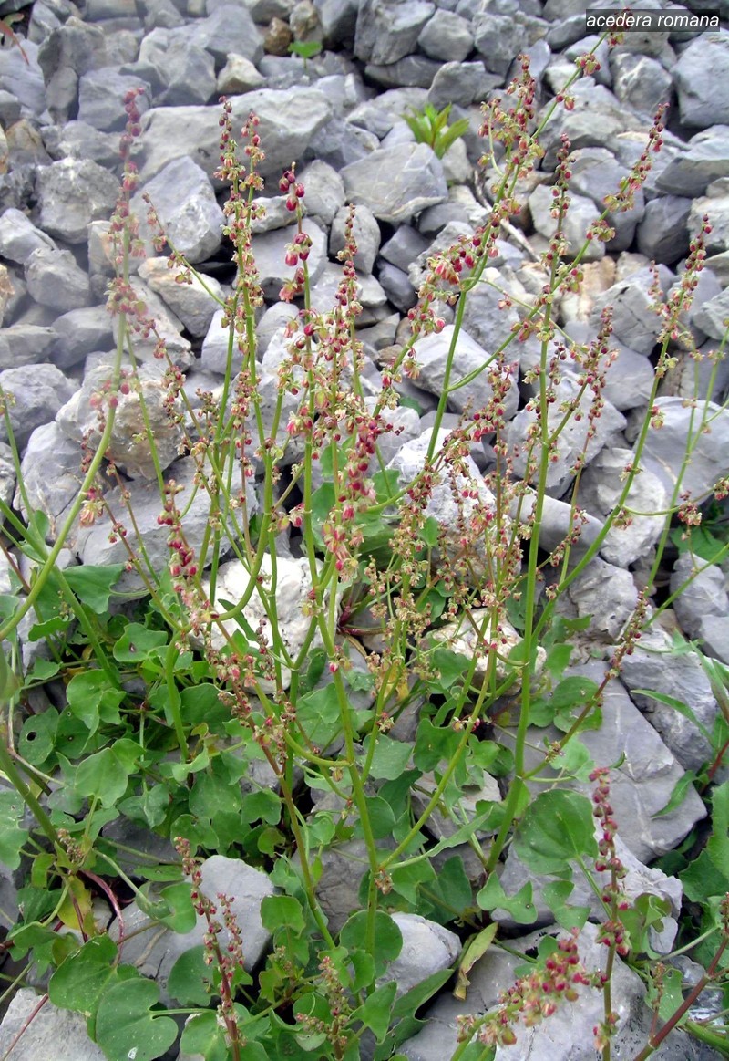 acedera romana0 acedera romana0
