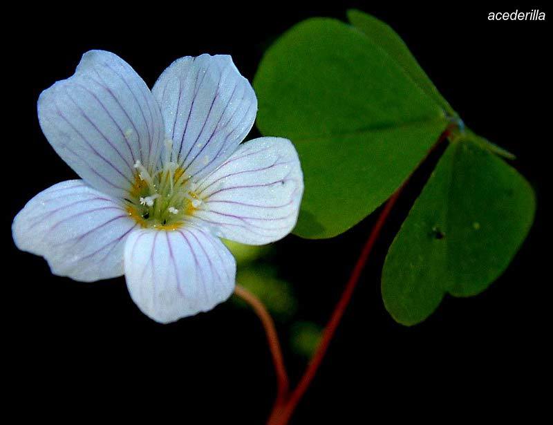 acederilla0 acederilla0