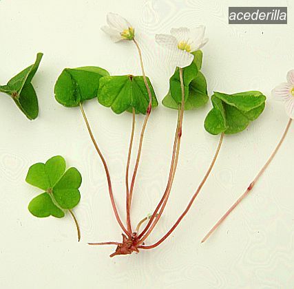 acederilla1 acederilla1