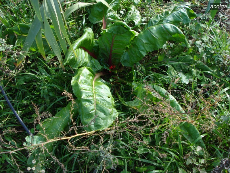 acelga1