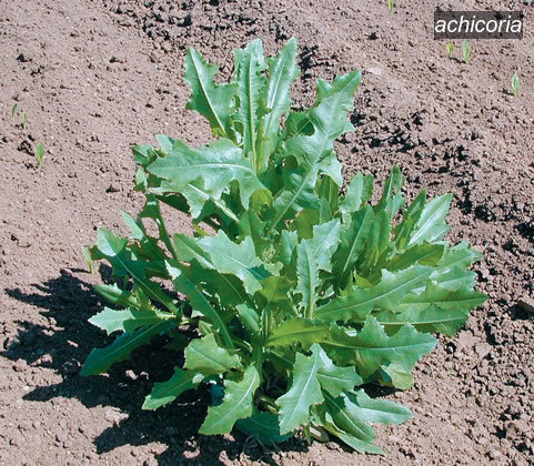 achicoria1