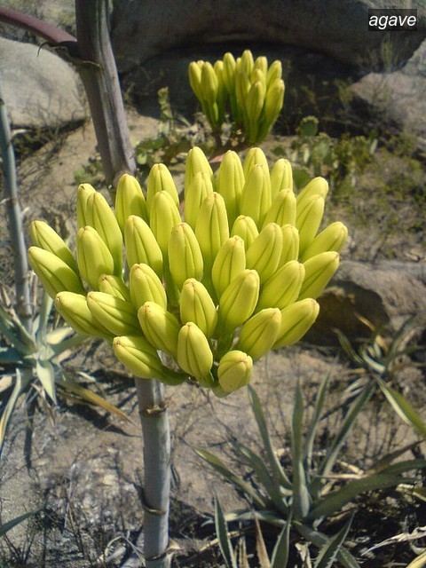 agave1 agave1
