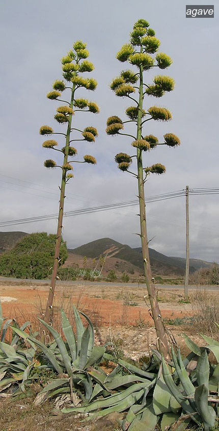 agave americana0 agave americana0