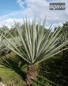 agave sisalana1 agave sisalana1
