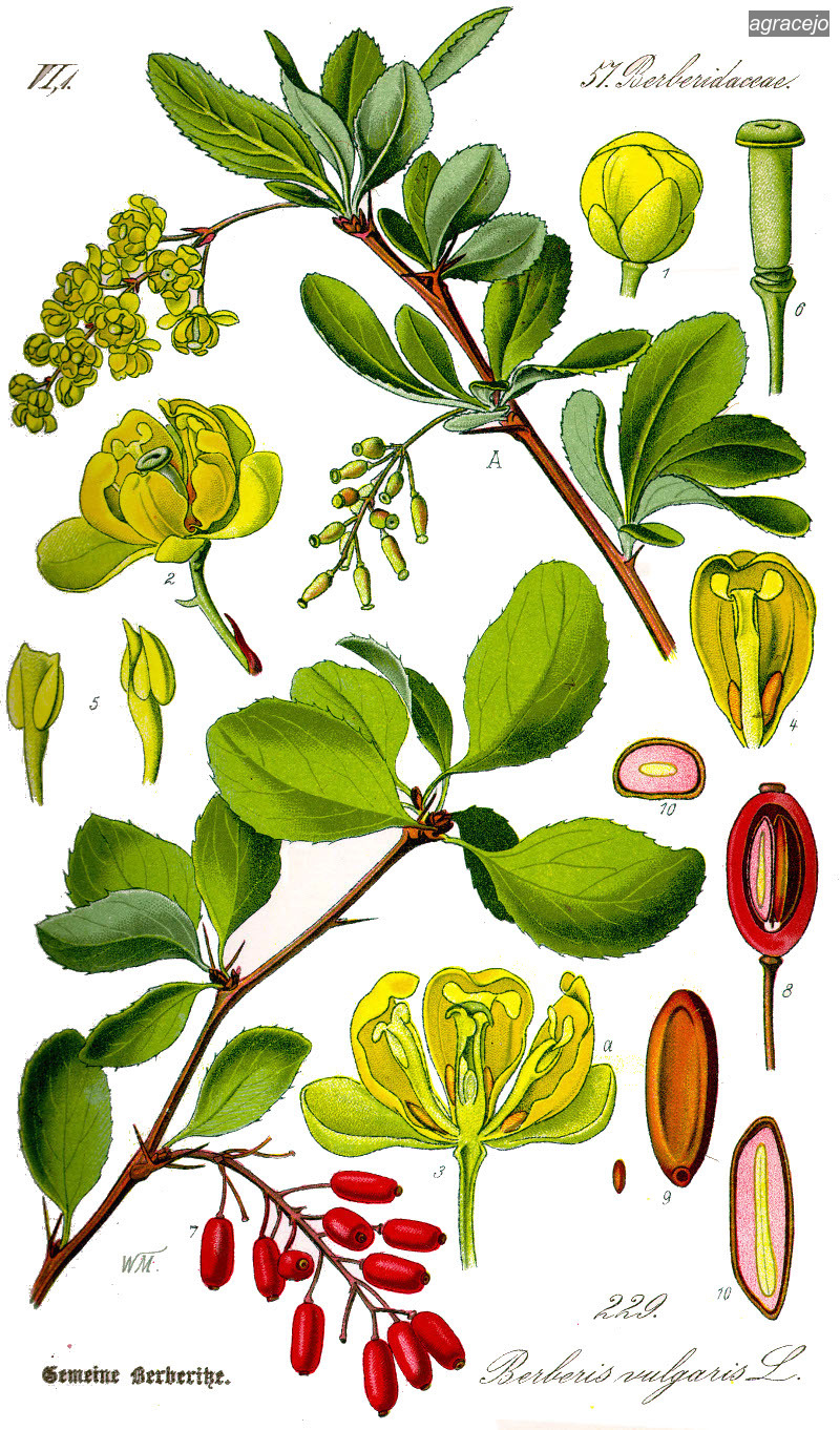 agracejo0