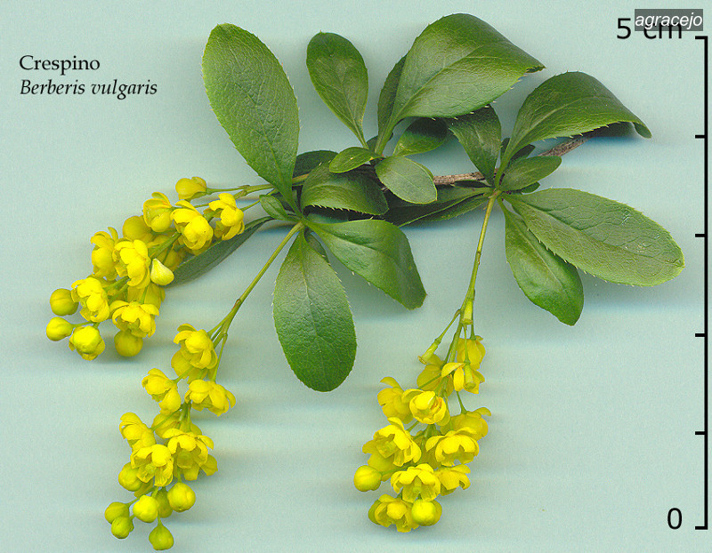 agracejo1