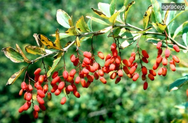 agracejo2