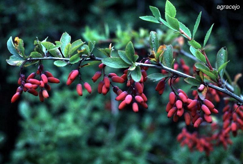 agracejo9