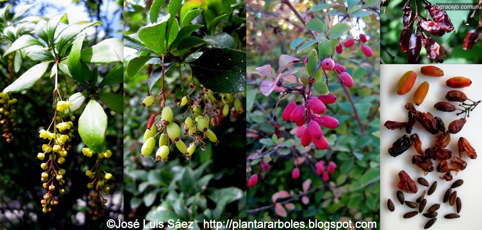 Agracejo comun Berberis vulgaris