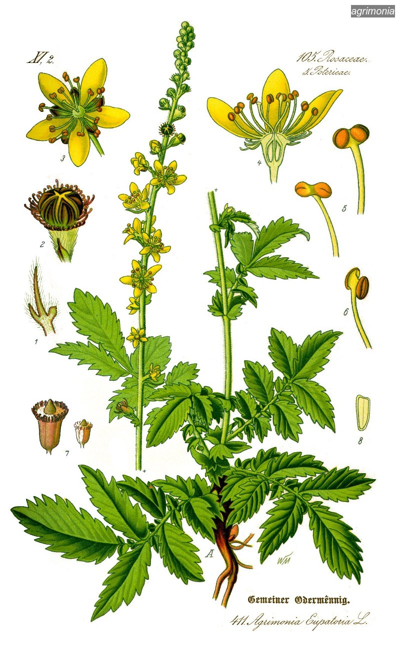 agrimonia1 agrimonia1