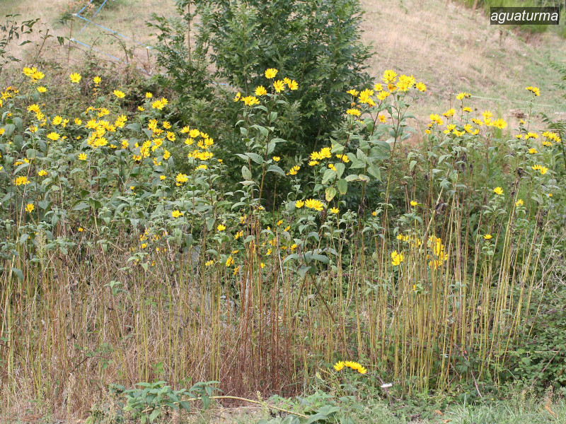 aguaturma helianthus tuberosus 7502 aguaturma helianthus tuberosus 7502
