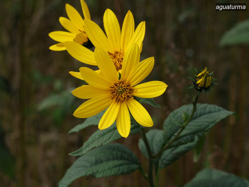 aguaturma helianthus tuberosus 7503 aguaturma helianthus tuberosus 7503