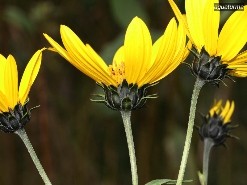 aguaturma helianthus tuberosus 7505 aguaturma helianthus tuberosus 7505