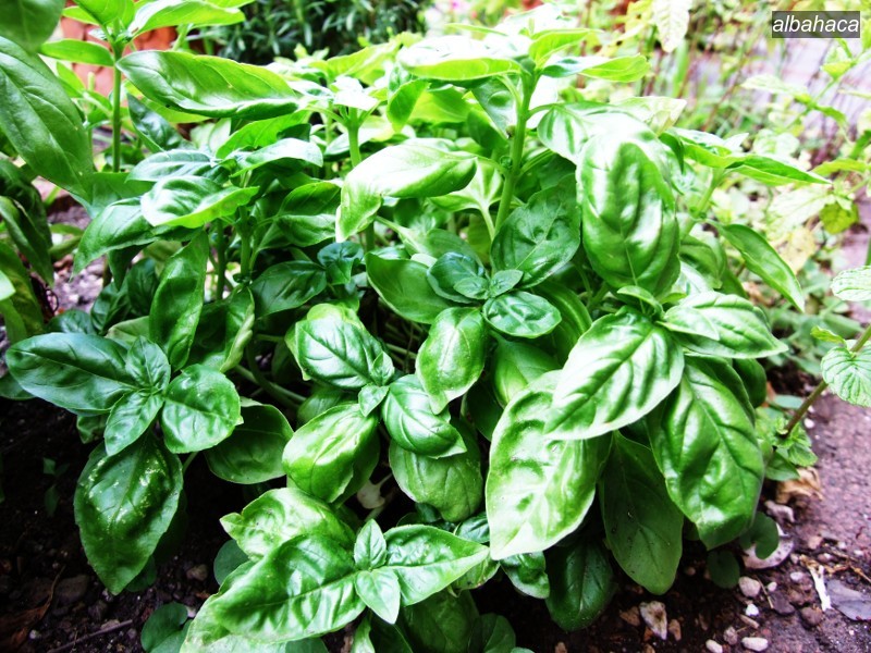 albahaca0