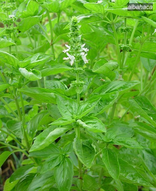albahaca1