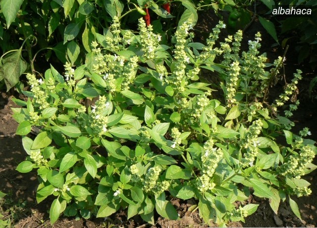 albahaca2