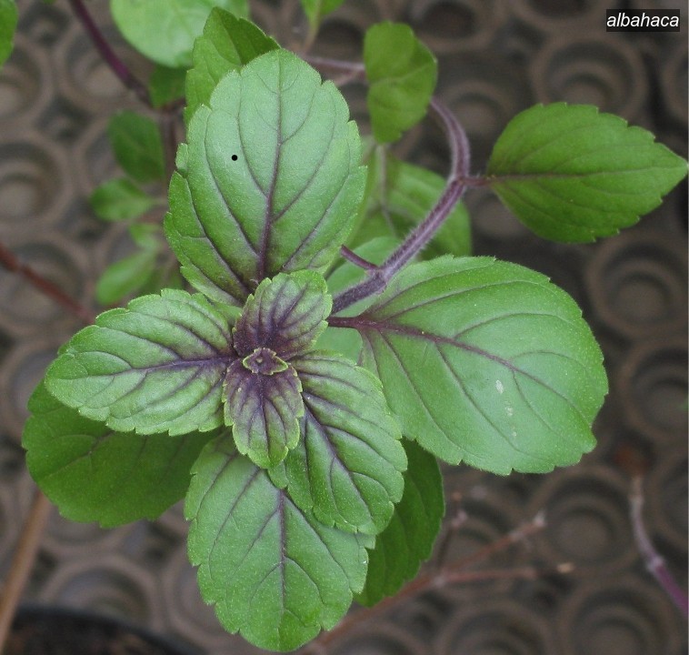 albahaca4