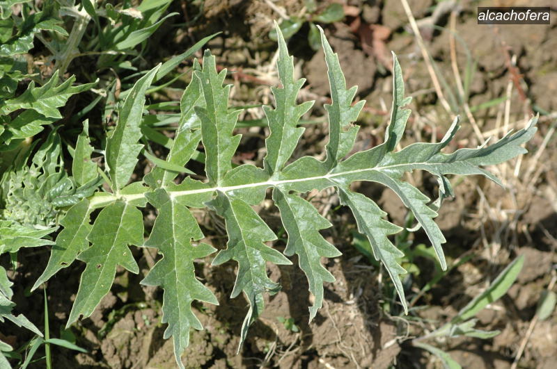 alcachofera0