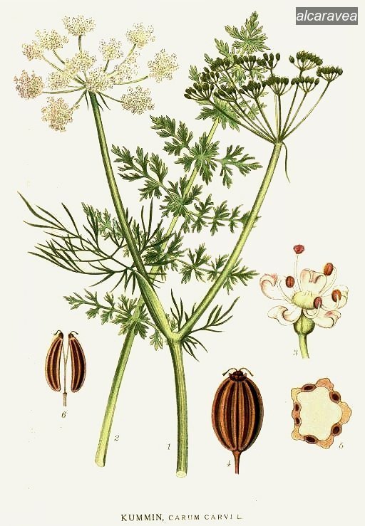alcaravea0