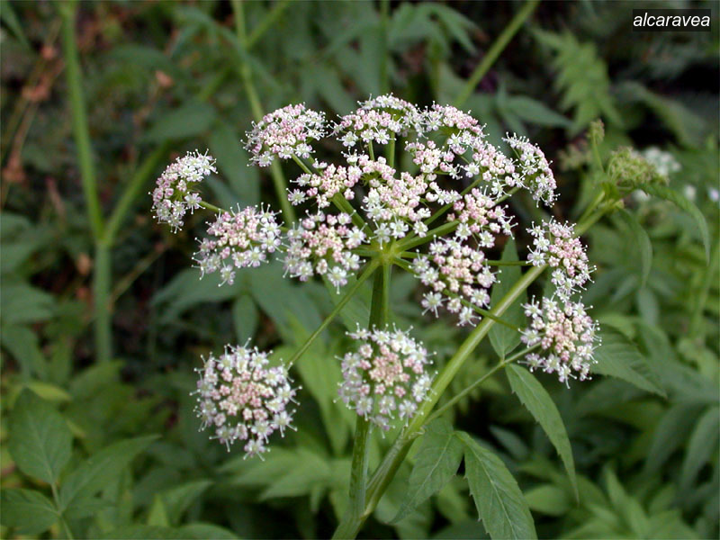 alcaravea1