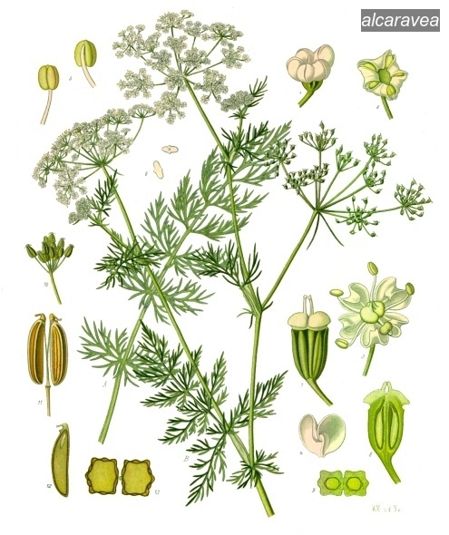 alcaravea2