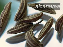 alcaravea3