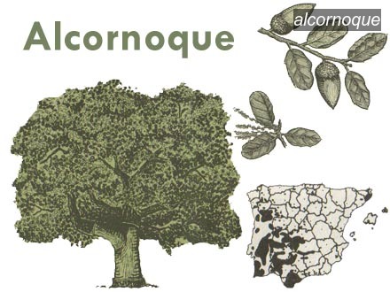 alcornoque0 alcornoque0