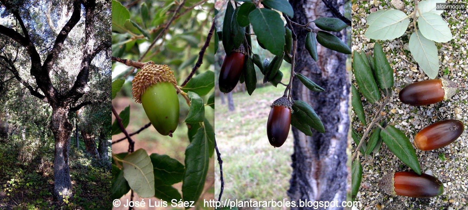 Alcornoque Quercus suber Alcornoque Quercus suber
