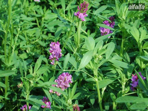 alfalfa1