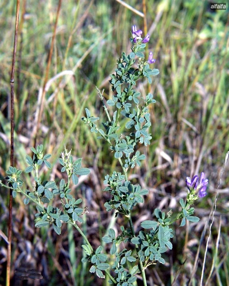 alfalfa9
