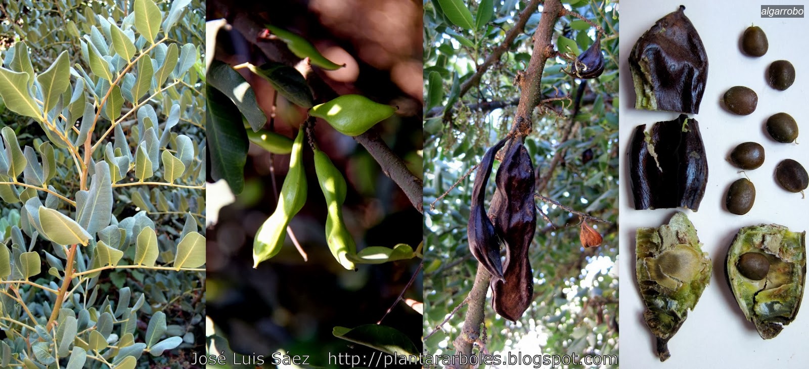 Algarrobo Ceratonia siliqua Algarrobo Ceratonia siliqua