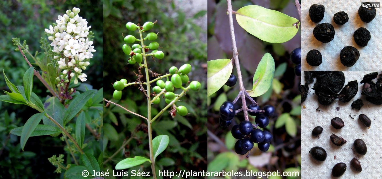 Aligustre Alhena Ligustrum vulgare
