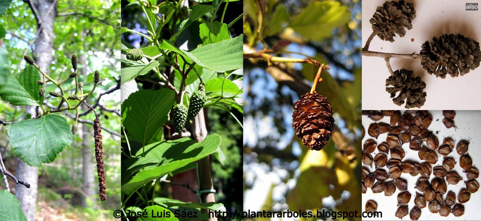 Aliso Alnus glutinosa Aliso Alnus glutinosa