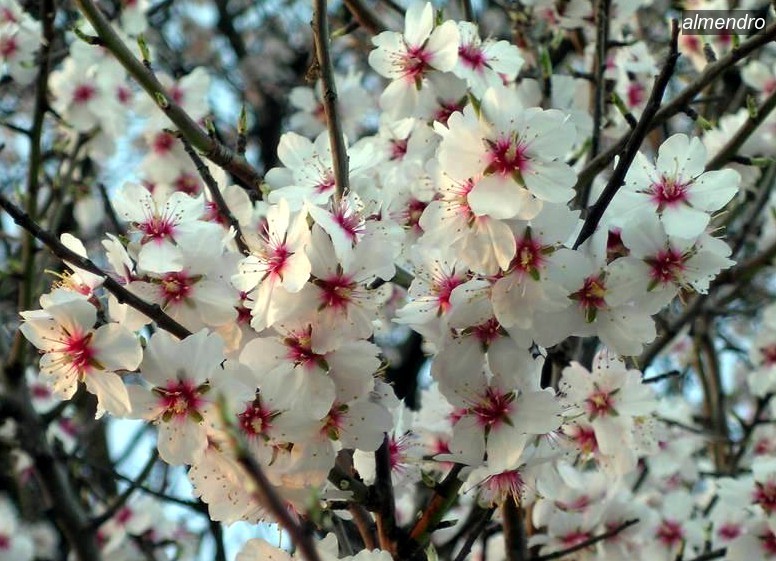 almendro1 almendro1