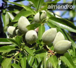 almendro2 almendro2
