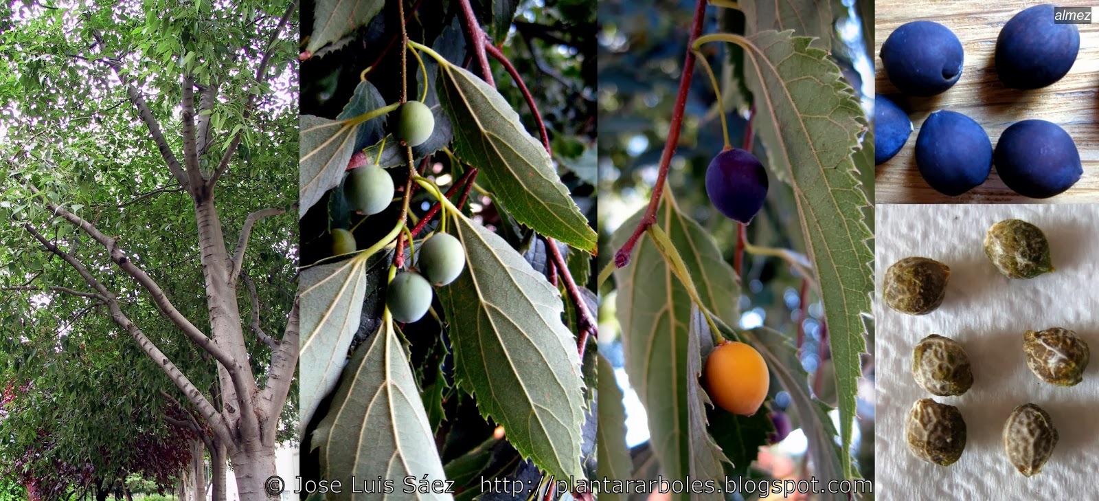 Almez Celtis australis