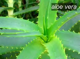 aloe vera0