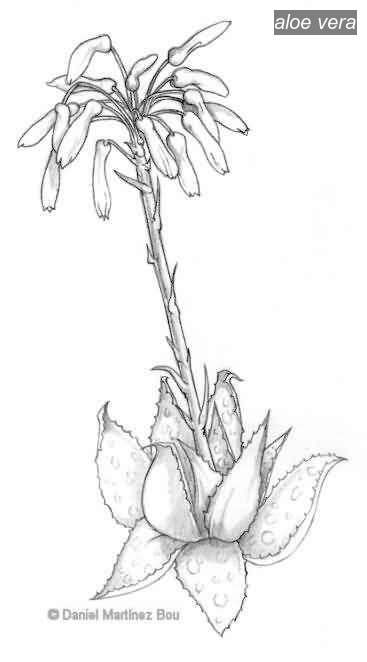 aloe vera1