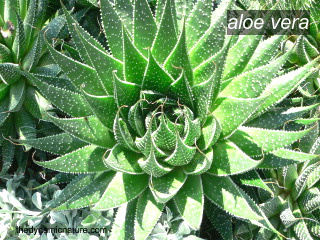 aloe vera2