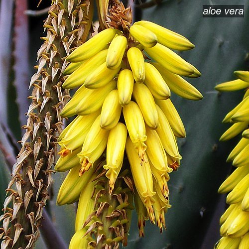 aloe vera3