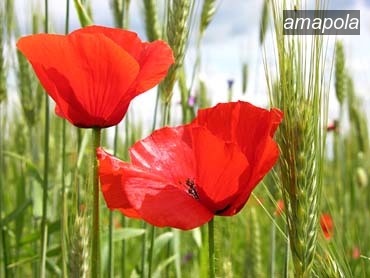 amapola0