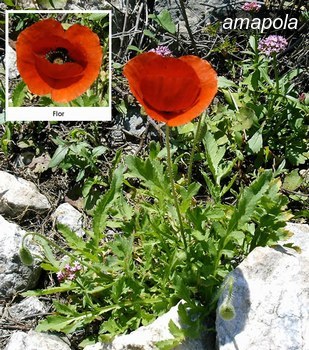 amapola2