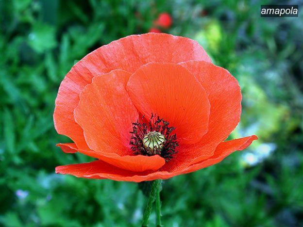 amapola3