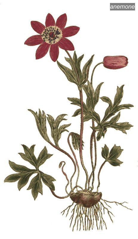 anemone1 anemone1