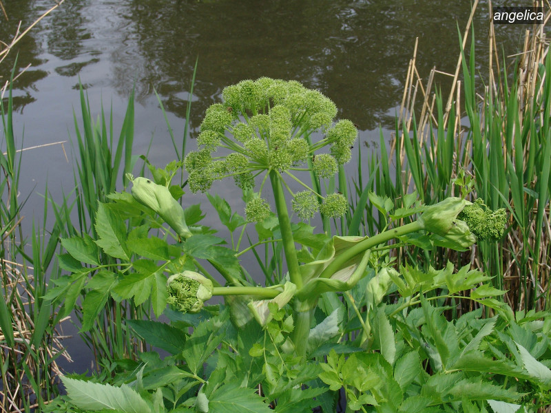 angelica angelica archangelica 07478 angelica angelica archangelica 07478
