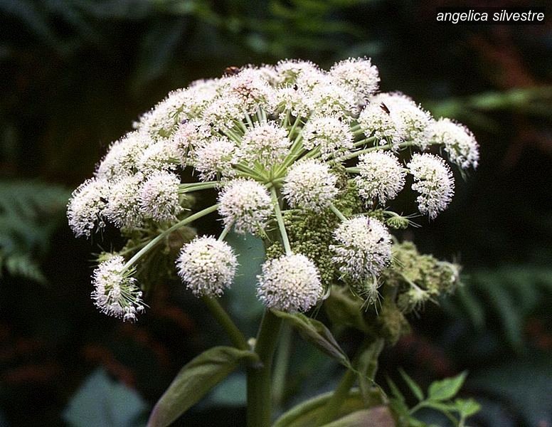 angelica silvestre3 angelica silvestre3