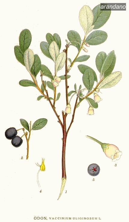 arandano1