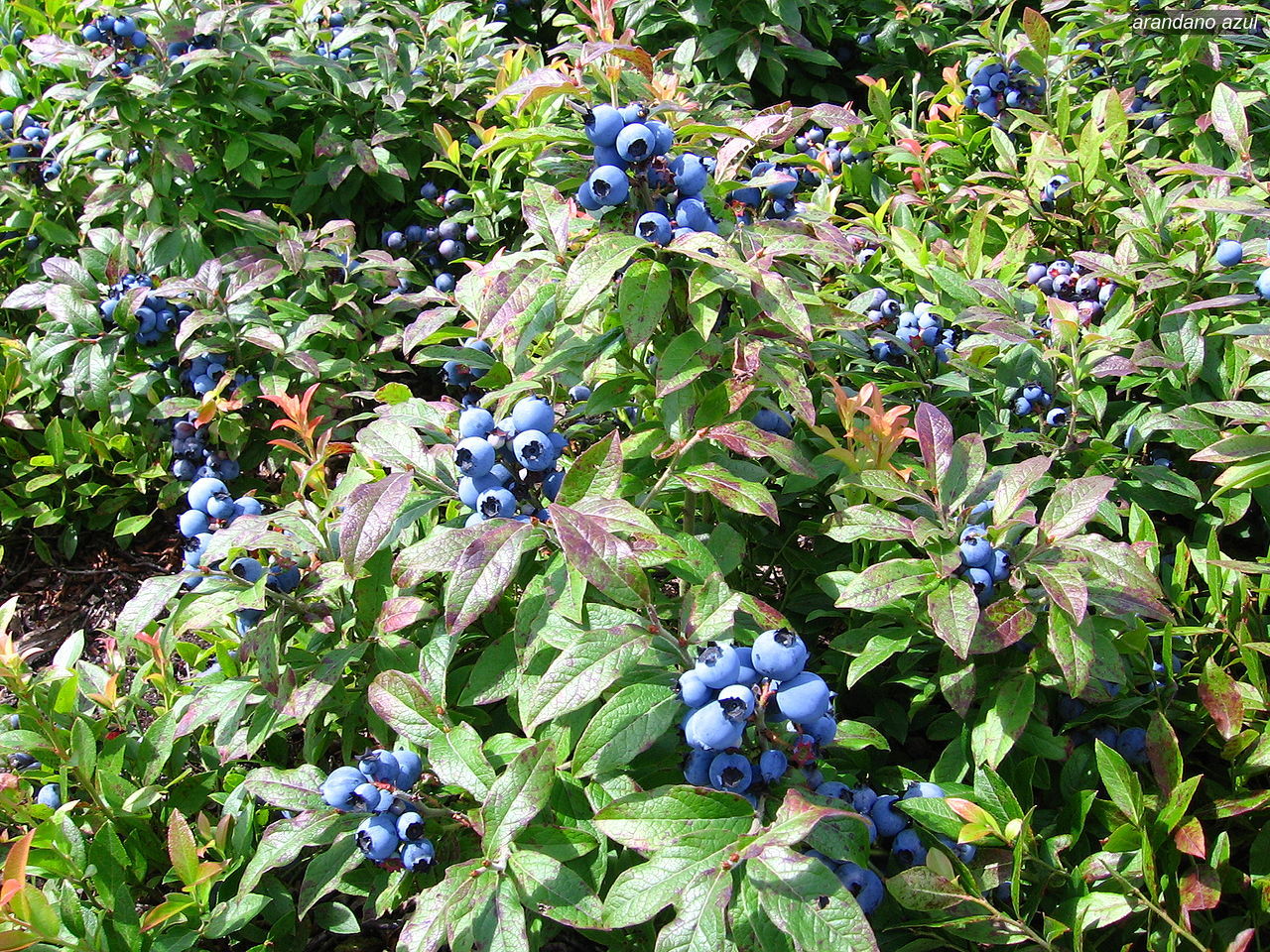 arandano azul0