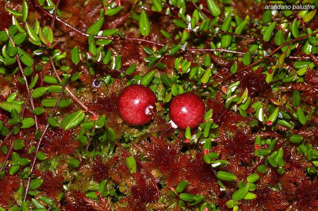 arandano palustre0